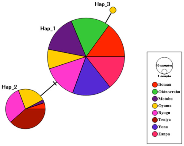 Median-joining haplotype network inferred from 16S ribosomal DNA sequences of Stichopus chloronotus.