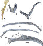 Osteology of the Late Triassic aetosaur Scutarx deltatylus (Archosauria ...