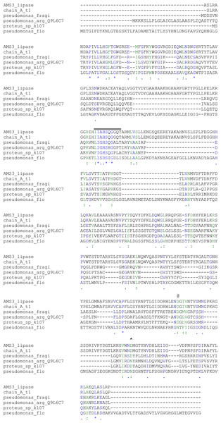 Alignment of the AMS3 lipase sequence with Pseudomonas lipases of known three-dimensional structure.