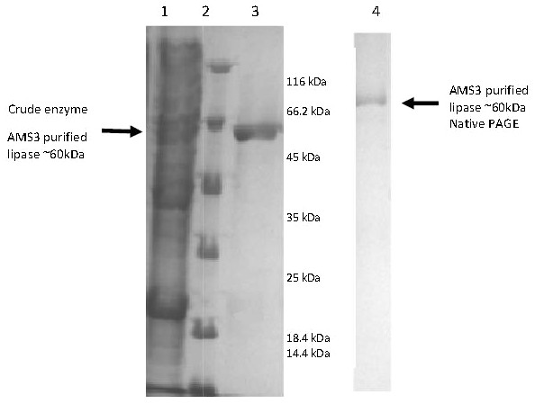 Polyacrylamide gel electrophoresis (PAGE) profile of recombinant AMS3 lipase.