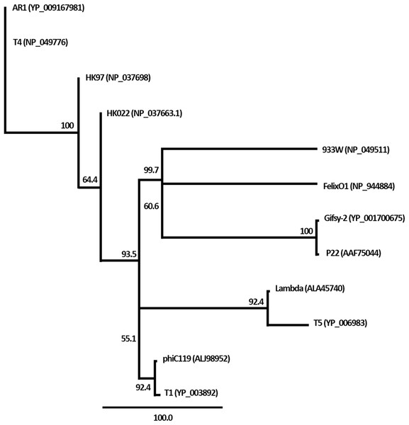 Phylogenetic analysis of the terminase large subunits of phage phiC119 and other large terminase genes from diverse phage genomes.