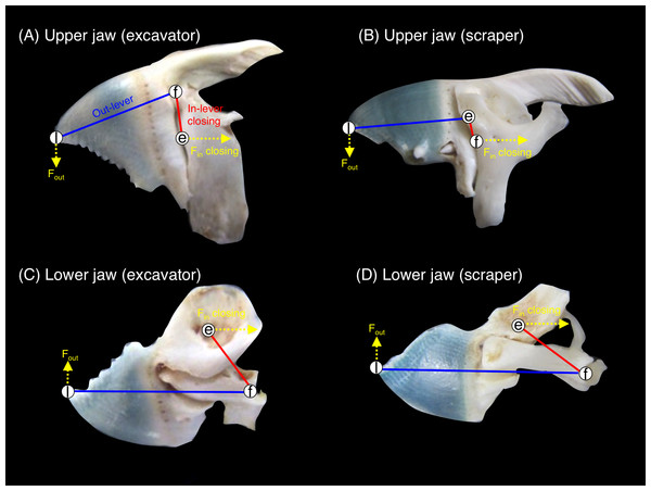 Pictorial explanation of the jaw-lever mechanics for closing (e, effort; f, fulcrum; l, load. See also Fig. S1).