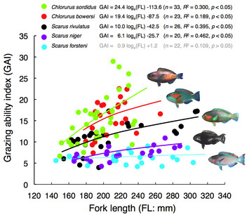 Parrotfish grazing ability: interspecific differences in relation to ...