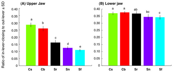 Interspecific difference in the ratio of in-lever-closing to out-lever (Lin-lever-closing/ Lout-lever) (see also Fig. 3) for upper jaw (A) and lower jaw (B).