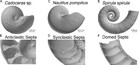 Comparative cephalopod shell strength and the role of septum morphology ...