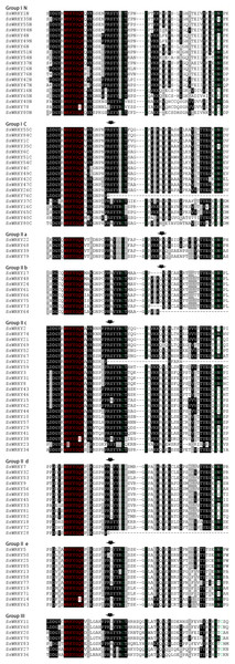 Comparison of the WRKY domain sequences from 85 SsWRKY genes.