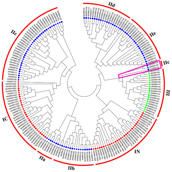 Phylogenetic tree of WRKY domains from willow and Arabidopsis.