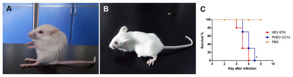 Mice experimentally infected with PHEV-CC14.