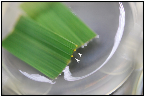 Bacterial oozes from an infected rice leaf.