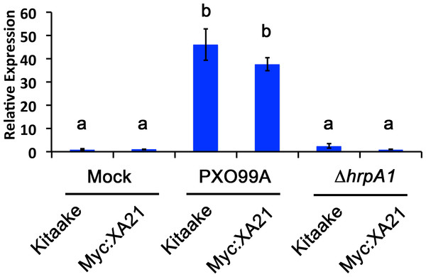 A marker gene of Xanthomonas infection, Os8N3, is up-regulated in PXO99A infected leaves.