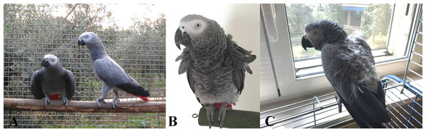 African grey parrots (Psittacus erithacus) observed in the present study.