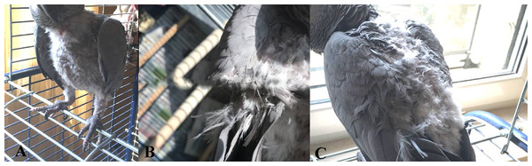 Deplumation area in feather damaging behavior African grey parrots.