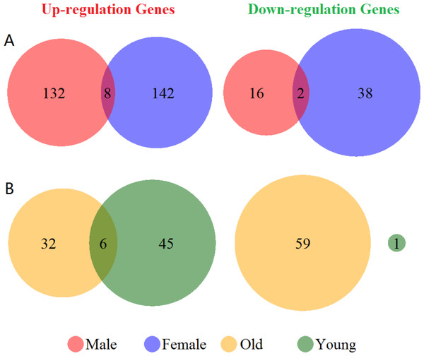 Venn diagram of the differentially expressed genes grouped by sex and age.