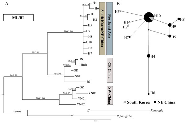 Phylogenetic trees and network for Rhinolophus ferrumequinum populations based on D-loop haplotypes.