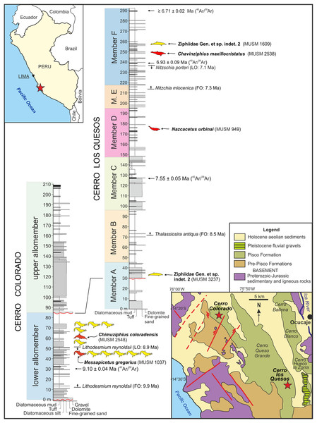 Locality and stratigraphy.