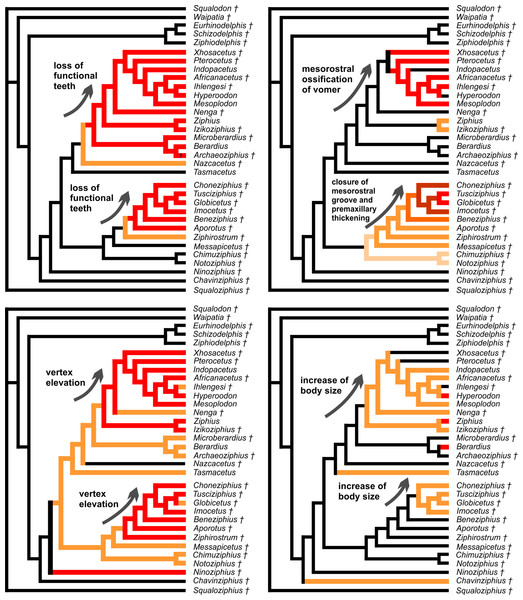 Convergent evolutionary patterns within the Ziphiidae.