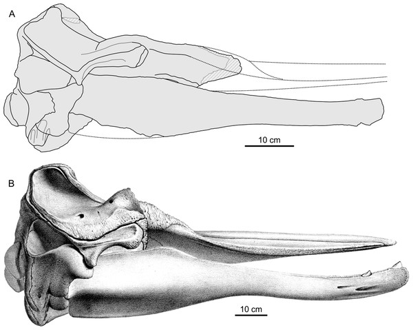 Comparison between Chavinziphius maxillocristatus and Beradius arnouxii skulls.
