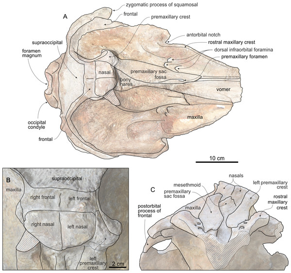Cranium of Chavinziphius maxillocristatus in dorsal and anterior view.