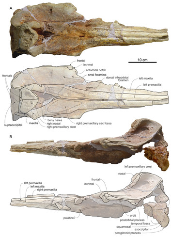 New beaked whales from the late Miocene of Peru and evidence for ...