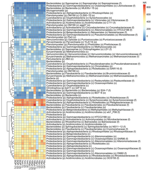 Abundance profiles of the marine microbial samples.