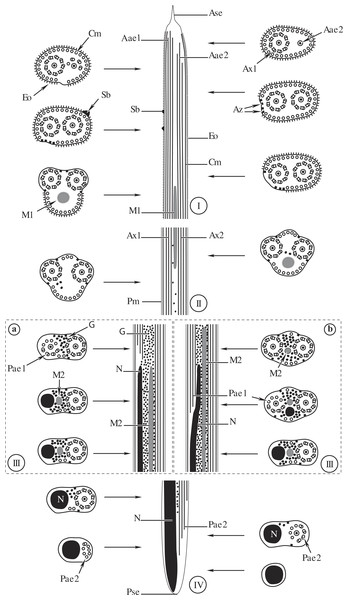 Comparative schematic reconstruction of the mature spermatozoa of Opisthomonorchis dinema (A) and Paramonorcheides selaris (B).