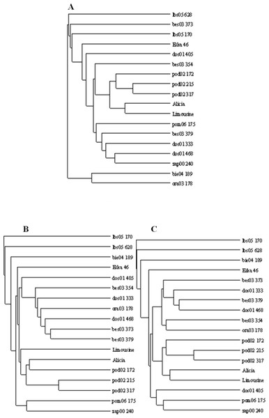 UPGMA dendrograms of genetic similarity of the studied ecotypes and cultivars of P. pratensis obtained on the basis of polymorphism markers constructed using the TreeView 1.6.6.