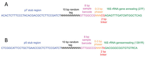 Schematic of primers used for molecular tagging of 16S rRNA gene template molecules.