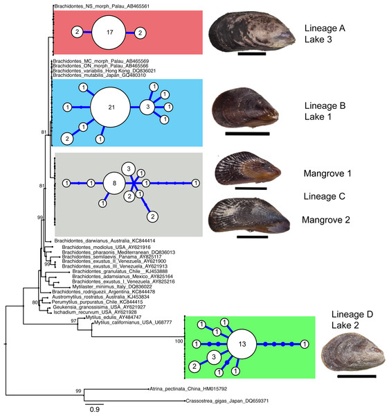 Genetic lineages of mussels in marine lakes.