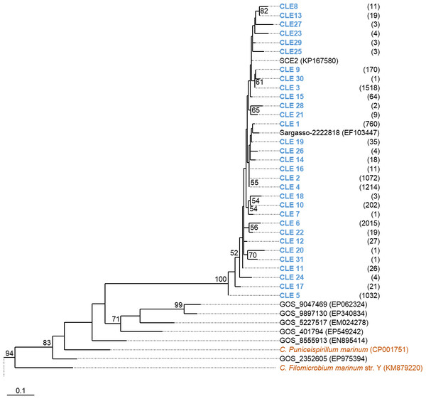 Phylogenetic tree of msmE sequences.