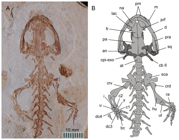 Holotype of Nuominerpeton aquilonaris gen. et sp. nov. (part slab of PKUP V0414): photograph (A) and line drawing (B) of the upper body.