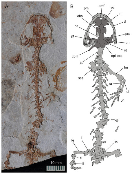 Holotype of Nuominerpeton aquilonaris gen. et sp. nov. (counter-part slab of PKUP V0414): photograph (A) and line drawing (B), displaying articulated skeleton with part of the tail missing.