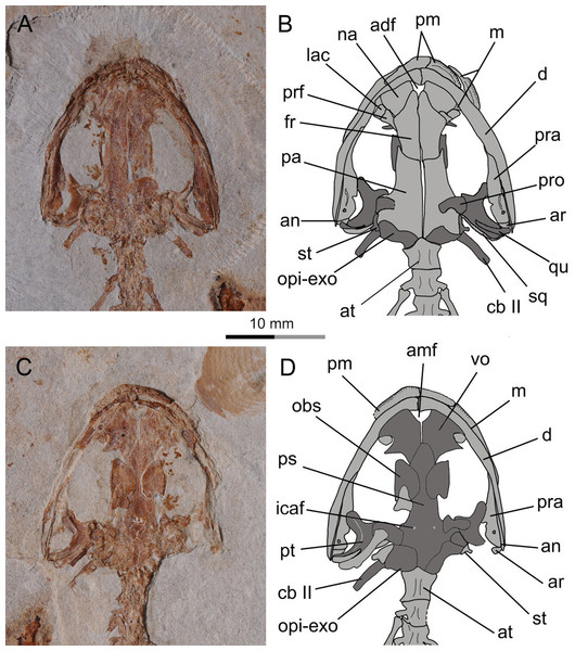 Holotype skull of Nuominerpeton aquilonaris gen. et sp. nov. (PKUP V0414): photograph and line drawing of the skull roof (A, B) and palatal (C, D) structures.
