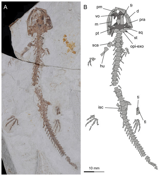 Incomplete skeleton of the only known postmetamorphic juvenile specimen of Nuominerpeton aquilonaris gen. et sp. nov. (PKUP V0416): photograph (A) and line drawing (B) of an articulated skeleton exposed in dorsal view.