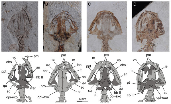 Photographs and line drawings of skull and mandibles in larval and juvenile specimens of Nuominerpeton aquilonaris gen. et sp. nov., showing ontogenetic resorption of palatine and anterior pterygoid portions of the palatopterygoid.