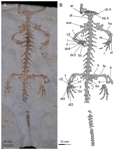 Referred specimen of Nuominerpeton aquilonaris gen. et sp. nov. (PKUP V0415): photograph (A) and line drawing (B) of the incomplete skeleton in ventral view.