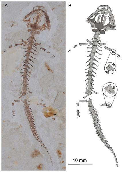 A larval specimen of Nuominerpeton aquilonaris gen. et sp. nov. (PKUP V0420): photograph (A) and line drawing (B) of the articulated skeleton in ventral view.