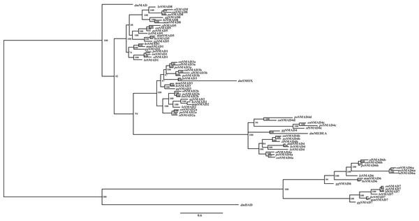 Phylogenetic analyses of SMAD gene family.