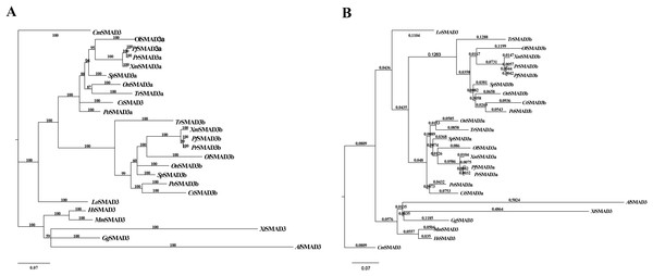 Phylogenetic analyses of SMAD3.
