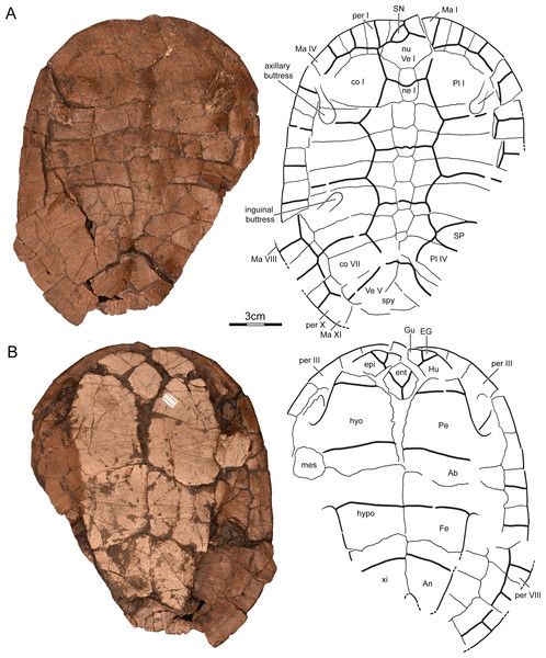 UMNH VP26151, Paiutemys tibert gen. et sp. nov., holotype, Late Cretaceous (Cenomanian) of Utah, USA.