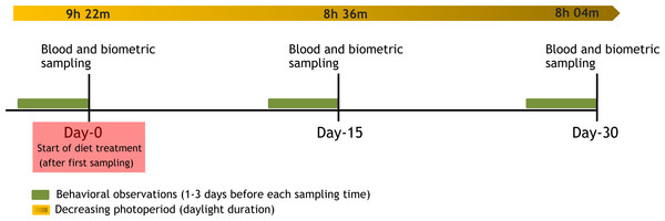 Timing of the experiment.