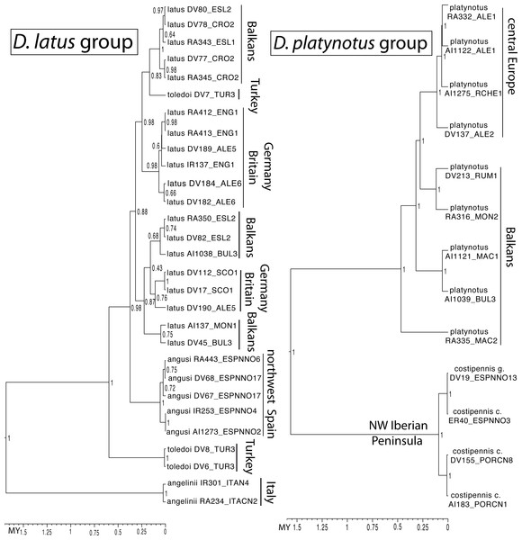 Ultrametric time calibrated trees of the D. latus and D. platynotus groups.