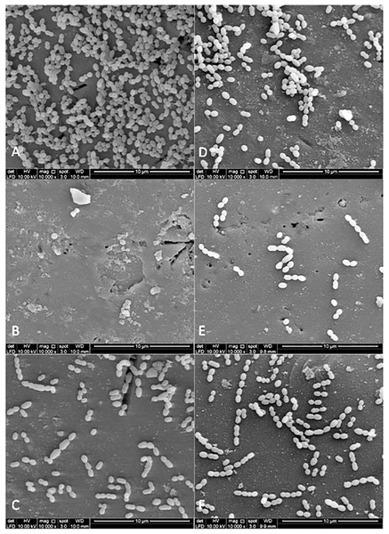 The cell population of S. sanguinis viewed by Scanning Electron Microscopy (SEM) where the pellicle was treated with PEM (C) and its respective plant extracts (Psidium sp (D); Mangifera sp. (E) and Mentha sp. (F)).