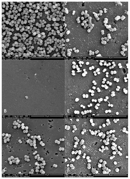 The cell population of S. mutans viewed by Scanning Electron Microscopy (SEM) where the pellicle was treated with PEM (C) and its respective plant extracts (Psidium sp (D); Mangifera sp. (E) and Mentha sp. (F)).