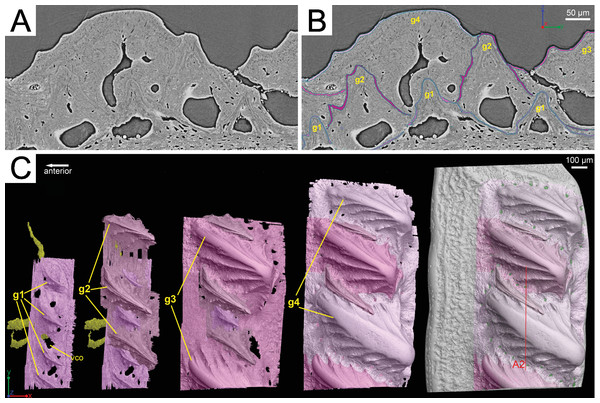 Segmentation of the virtual thin sections of the Lophosteus scale and the growth history of the scale crown.