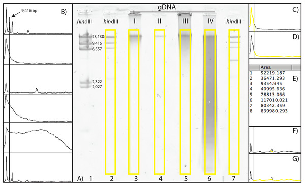 Scoring a gDNA gel in ImageJ.