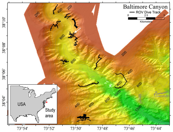 Multibeam sonar map of Baltimore Canyon showing P. placomus sample collection location (white arrow).