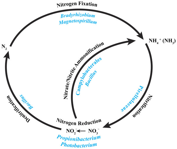 Core bacterial groups potential roles within the nitrogen cycle.