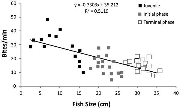 Linear regression of S. zelindae feeding rates (bites/min−1) compared with fish size (cm).