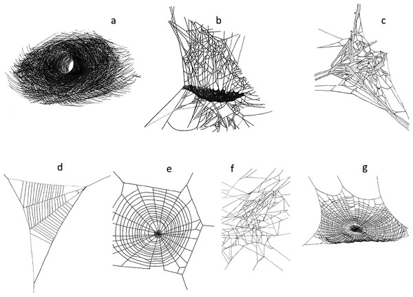 Web structures (A) funnel web (Agelenidae), (B) sheet web (Linyphiidae), (C) mesh web (Dictynidae), (D) reduced orb web (Uloboridae) (E) vertical orb web (Aranaeidae), (F) tangle web (Theridiidae), (G) horizontal orb web (Tetragnathidae).
