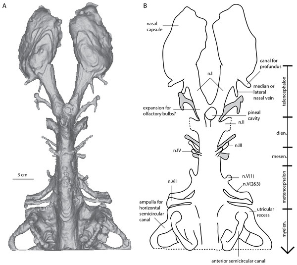 Dipnorhynchus sussmilchi cranial endocast in dorsal view.